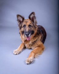 Dog on background. taken in a studio.