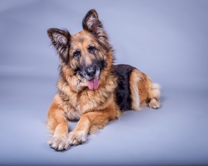 Dog on background. taken in a studio.