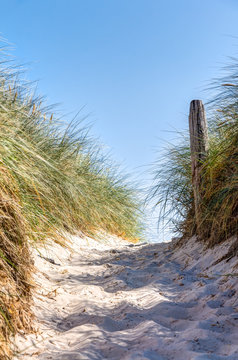 Beach and dunes with beachgrass in summer