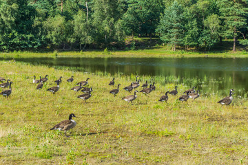 group of canadian geese at the forest lake in a beautiful landscape