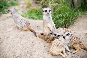Meerkat, Suricata, suricatta also known as the suricate. Wildlif