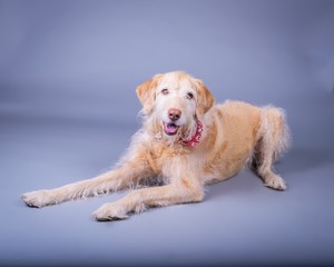 Dog on background. taken in a studio.