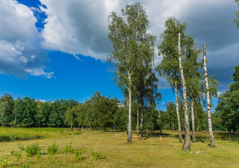 beautiful bunch of birch trees on a grass court in the wild forest