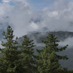 Obraz na płótnie Canvas Forest in Bhutan.