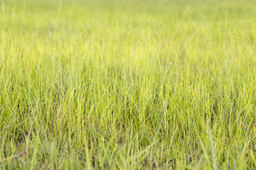 green grass background