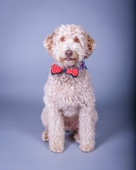 Dog on background. taken in a studio.