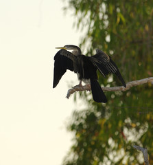 Great Cormorant drying its wings, Kakadu National Park, Australi