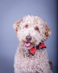 Dog on background. taken in a studio.
