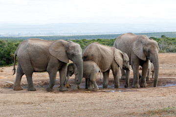Naklejka na ściany i meble Watering Hole Momy Love The African Bush Elephant Familie