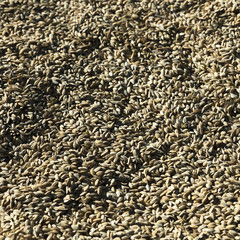 Close up of the spice Cumin.