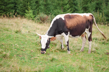 Cows standing on green field with mountains and eating grass. Carpathians background