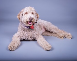 Dog on background. taken in a studio.