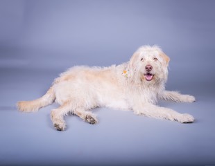 Dog on background. taken in a studio.