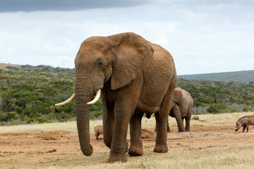 Fototapeta na wymiar African Bush Elephant to close