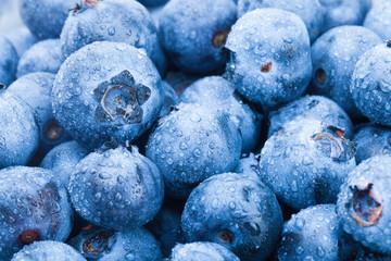 Organic blueberries - close up studio shot