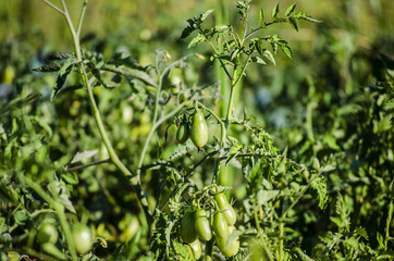 tomatoes in the garden