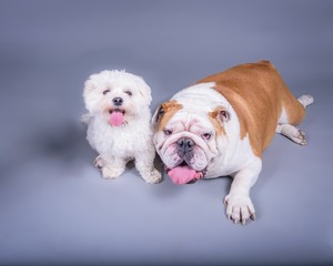 Dog on background. taken in a studio.