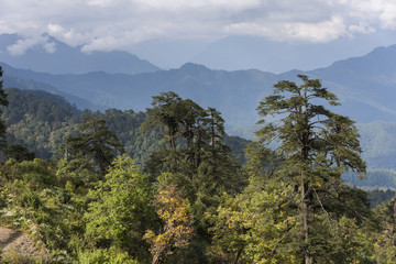 Forest scene in the Himalaya mountains.