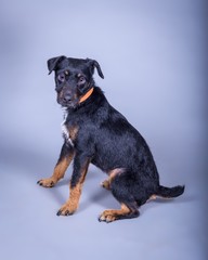 Dog on background. taken in a studio.