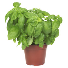 Basil plant isolated on white background