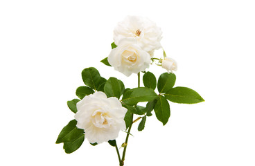 white rose isolated