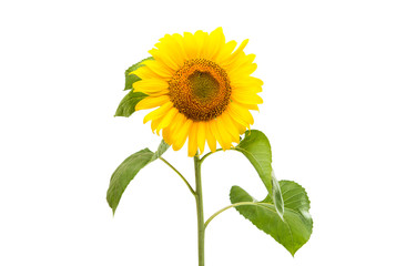 Obraz premium Kwiat słonecznika na białym tle