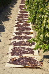 Raisins dried on the sun