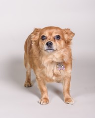 Dog on background. taken in a studio.