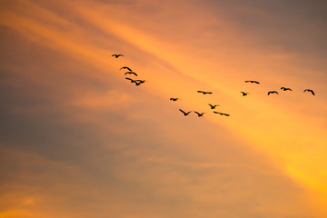 motion blur birds flying on the sky