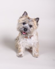 Dog on background. taken in a studio.