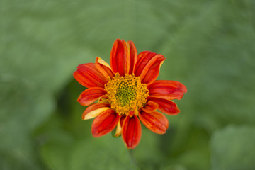 Mexican sunflower