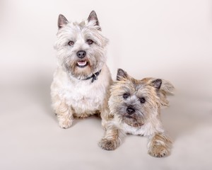 Dog on background. taken in a studio.