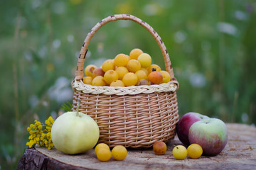 Apples and a basket of plum on a tree stump in nature