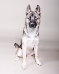 Dog on background. taken in a studio.