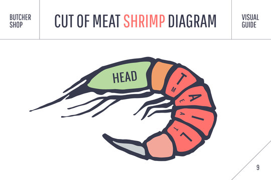 Cut of meat set. Poster Butcher diagram and scheme - Shrimp. Colorful vintage typographic hand-drawn visual guide for butcher shop. Vector illustration