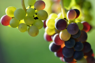 Couleurs de raisin