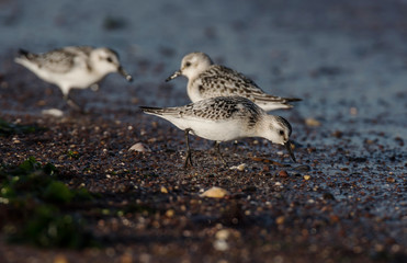 Sanderling, Calidris alba