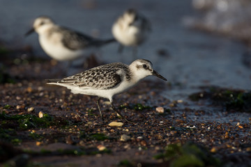 Sanderling, Calidris alba