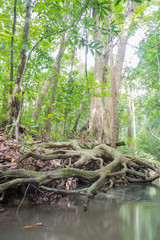 The roots of big trees in the forest