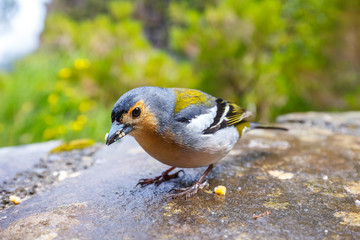 Carduelis chloris, Greenfinch, Madeira Island, Portugal