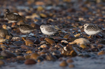 Sanderling, Calidris alba