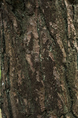 Pine Tree Bark.
