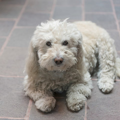 Portrait of a white dog, Zona Centro, San Miguel de Allende, Gua