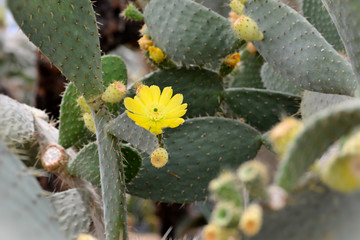 Green Cactus plant closeup