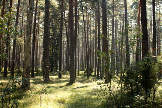 Podszyt Bilder Durchsuchen 74 Archivfotos, und Videos