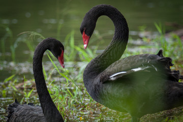 black swan, pang oung Thailand national park, mae hong son, thailand