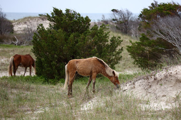 The Wild Horses of Shackleford Banks