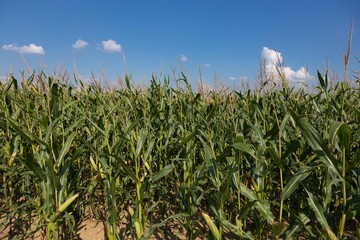 Obraz premium Maisfeld bei Sonnenschein und blauem Himmel