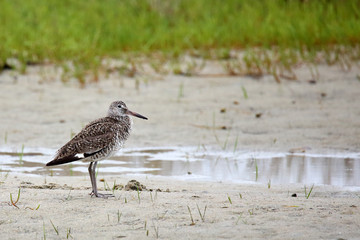Willet standing beside a pool of water with grass in the backgro