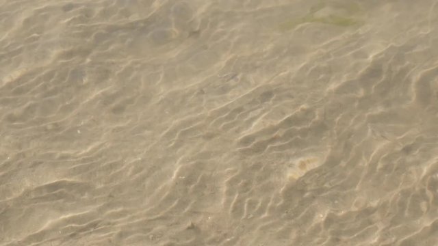 Shiny ocean water Pagurus bernhardus and other marine organisms moving fast 4K 2160p 30fps UltraHD footage - Common hermit soldier crab in the shell 3840X2160 UHD video 